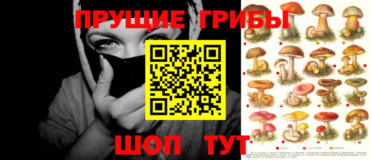 где найти   Псилоцибиновые грибы Psilocybine cubensis  Вход с VPN  Тимашёвск  Галлюциногенные грибы прущие грибы 